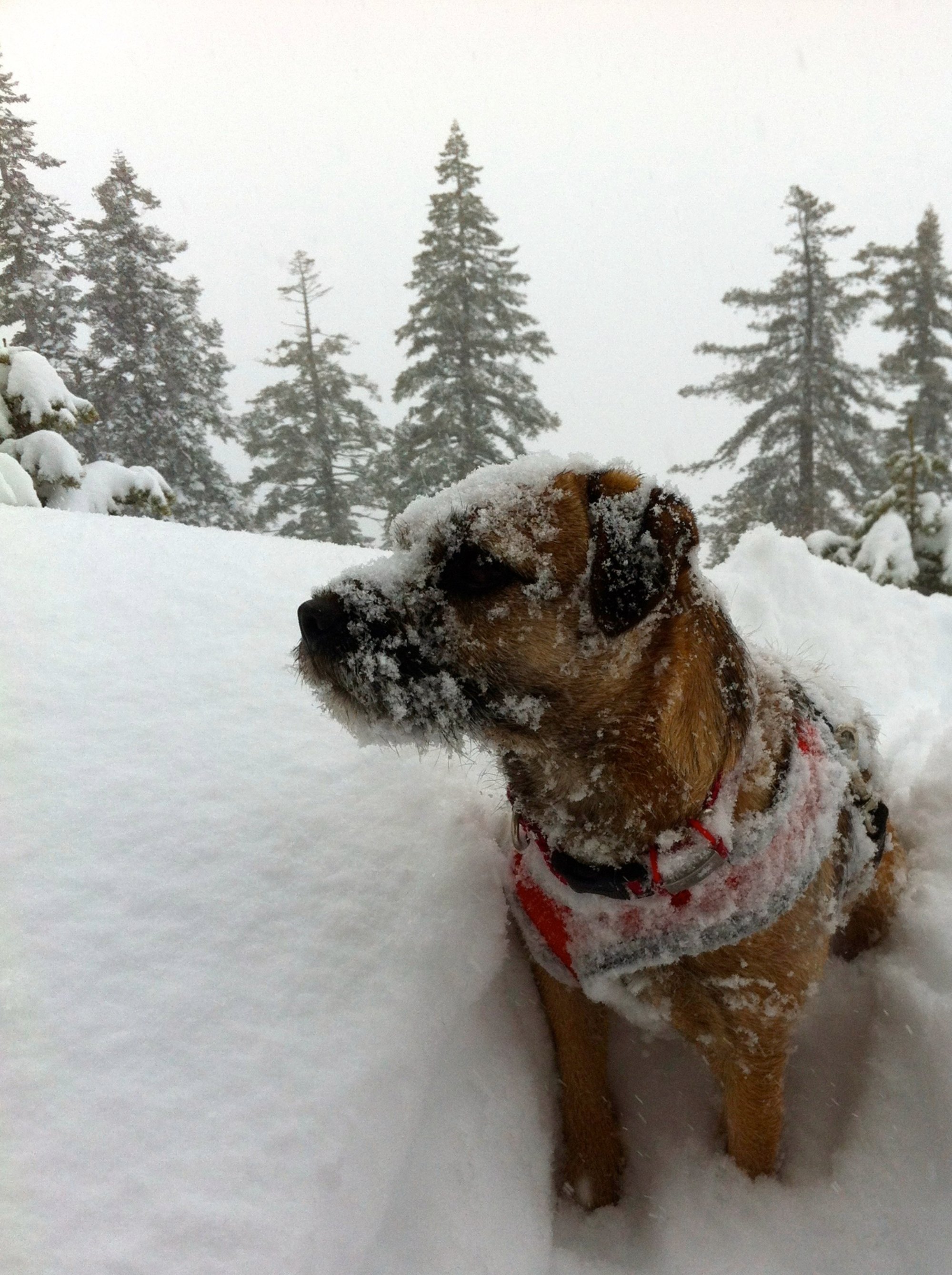 Border Terrier, ready any time for anything: Maximizes Sleep Opportunities