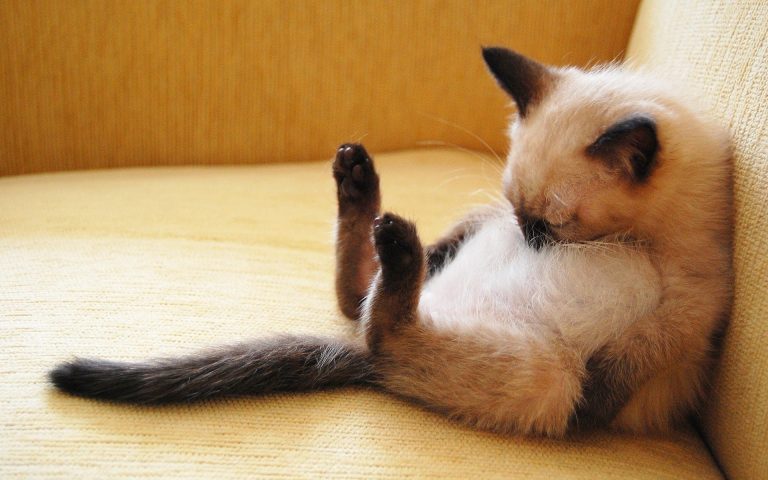 For cats, sleep cycles and patterns are fairly similar
