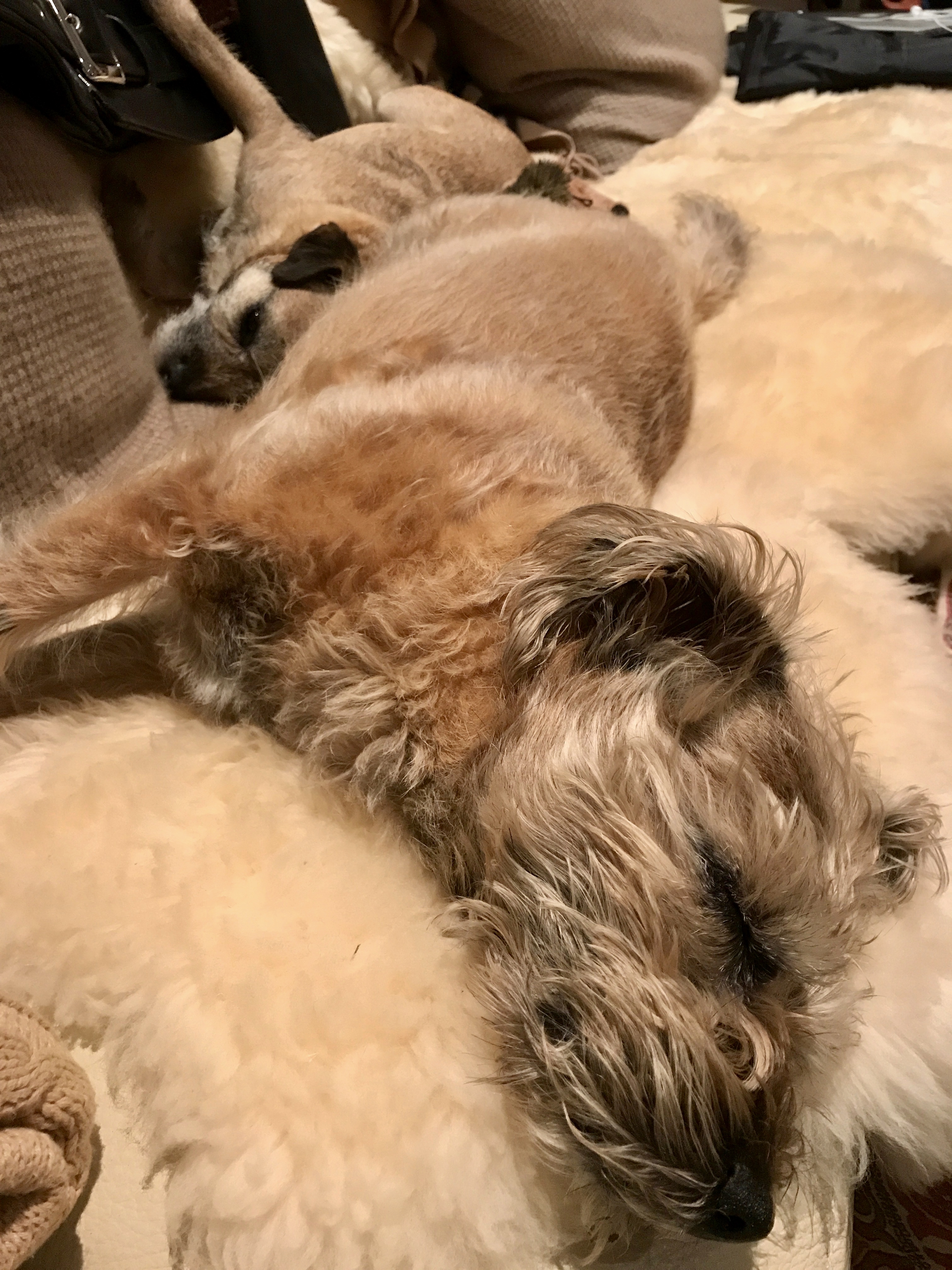 Fido is a better sleeper than most humans and a very smart opportunistic sleeper